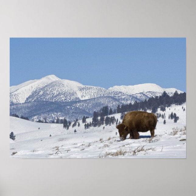 Affiches USA, WY, Yellowstone NP, American Bison Bison (Devant)