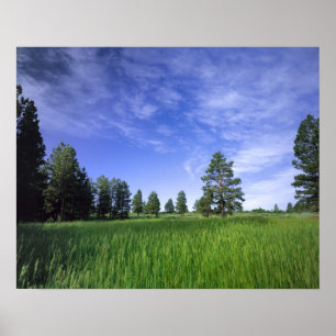 Affiches UTAH. ÉTATS-UNIS. Pins ponderosa (Pinus ponderosa)