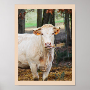 Affiches Vache alimentant en France