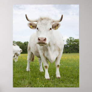 Affiches Vache debout dans un champ herbeux
