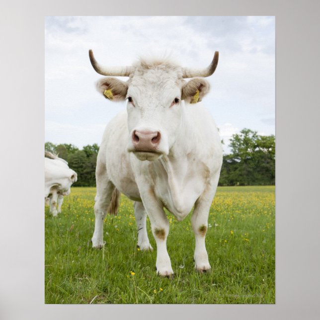Affiches Vache debout dans un champ herbeux (Devant)