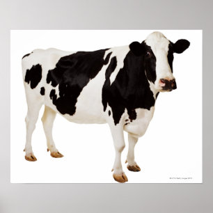 Affiches Vache du Holstein (Taureau de Bos)
