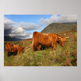 Affiches Vache écossaise des Highlands en Écosse, Highlande