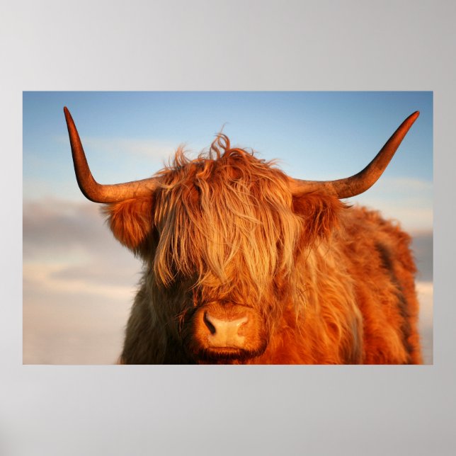Affiches Vache écossaise des Highlands en Écosse, Highlande (Devant)