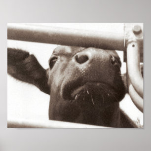 Affiches Vache fouineuse