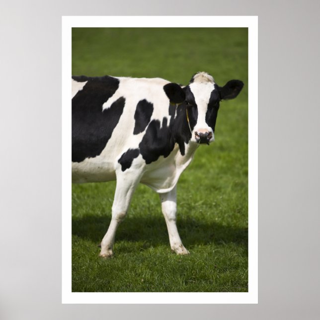 Affiches vache friésienne (Devant)