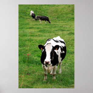 Affiches Vache Holstein