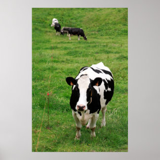 Affiches Vache Holstein