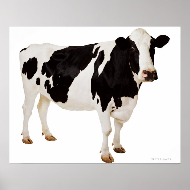 Affiches Vache Holstein (Bos taurus) (Devant)