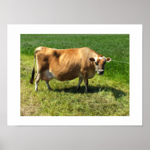 Affiches Vache Jersey à Jersey Channel Islands