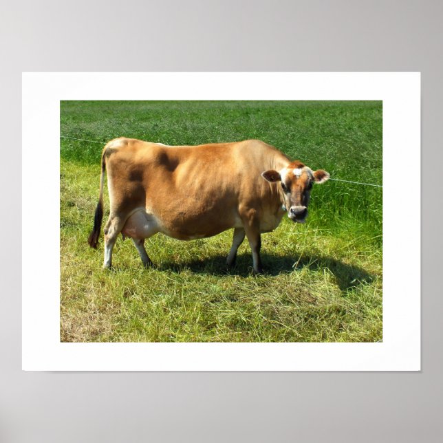 Affiches Vache Jersey à Jersey Channel Islands (Devant)