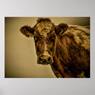 Affiches Vache néerlandaise