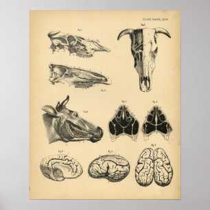 Affiches Vache Ox Crâne Cerveau Anatomie 1908 Imprimer Vint
