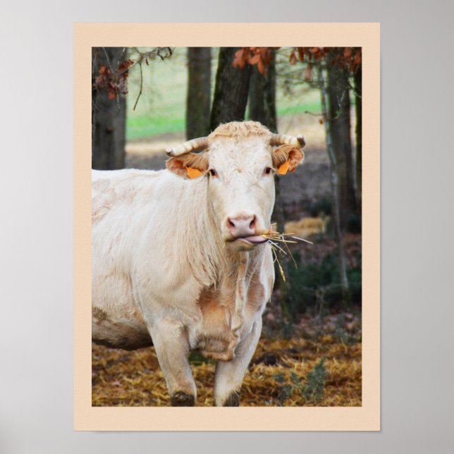 Affiches Vache se nourrissant en France (Devant)