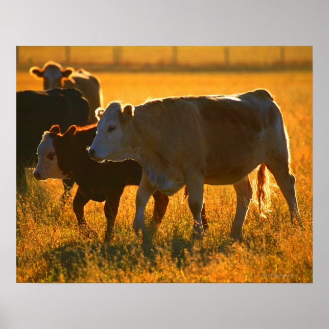 Affiches Vaches au pâturage 2 (Devant)
