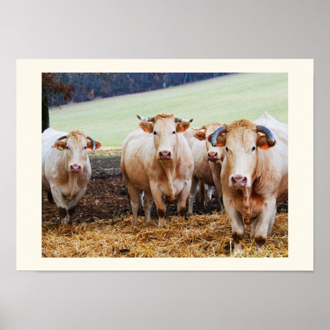 Affiches Vaches françaises (Devant)