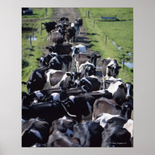 Affiches Vaches laitières de Fresian, attendant la traite,
