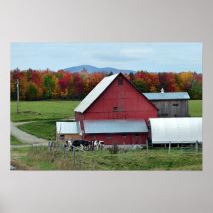 Affiches Vaches laitières du Vermont à la grange rouge