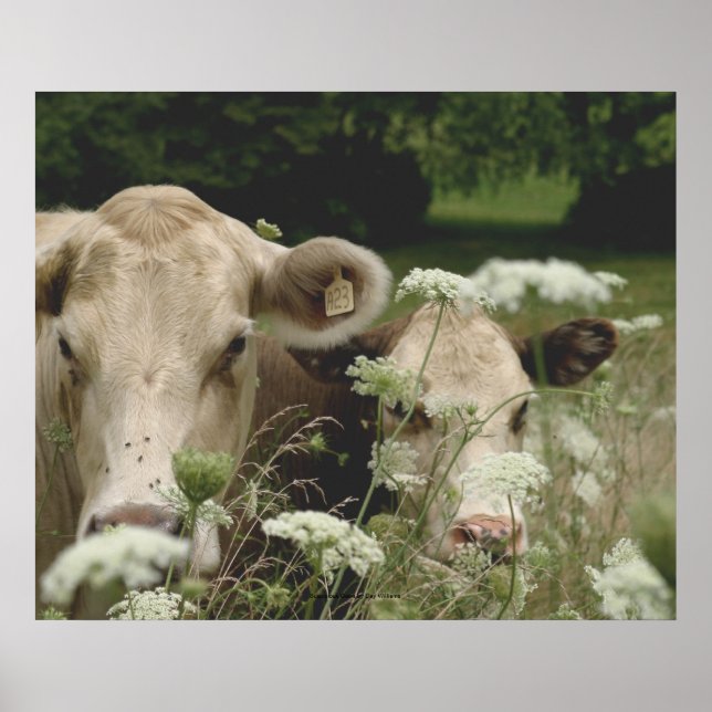 Affiches Vaches suspectes (Devant)