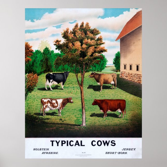 Affiches Vaches typiques (Devant)