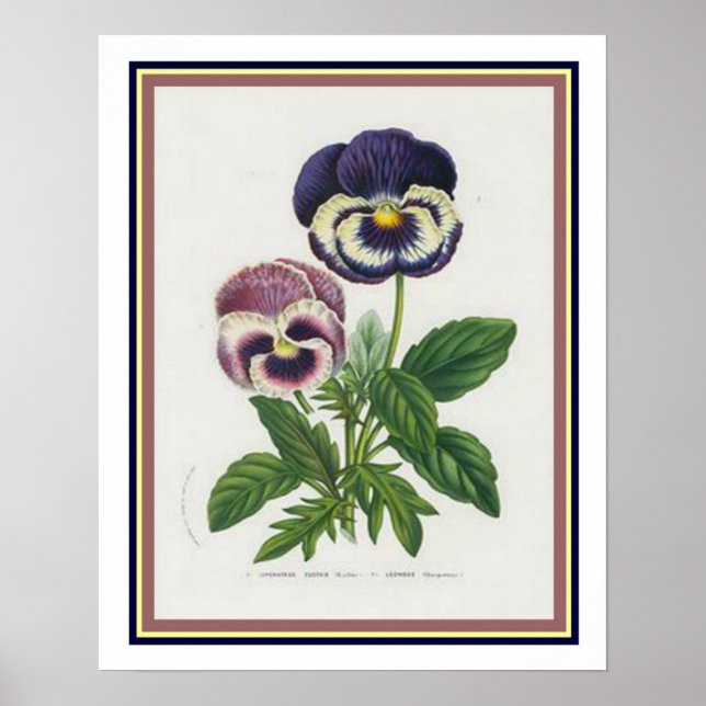 Affiches Van Houtte 1845 Botanique "Pansy" Imprimer (Devant)