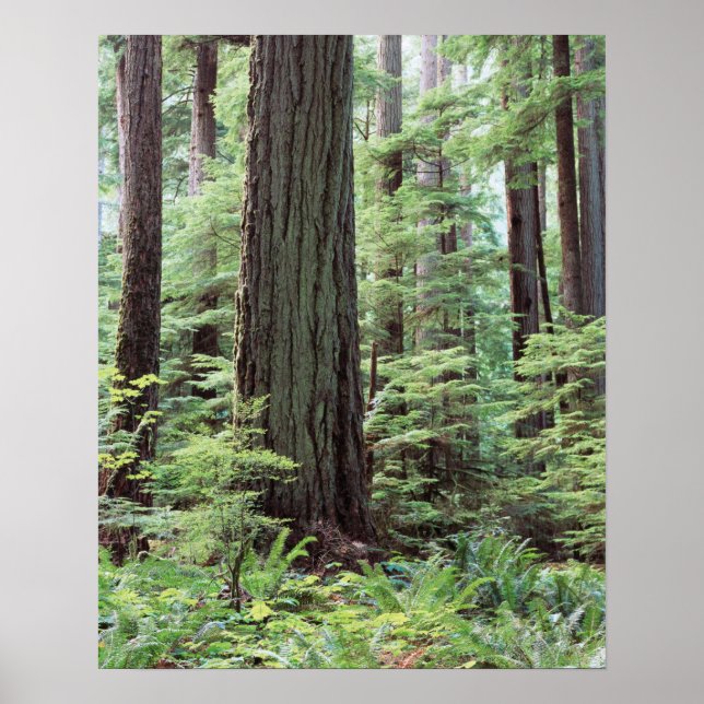 Affiches Vancouver Island, MacMillan Provincial Park 1 (Devant)