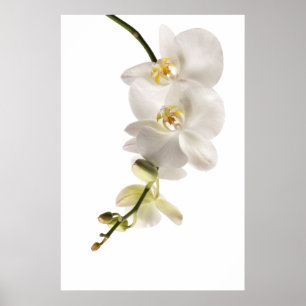 Affiches Vaporisateur floral blanc Dendrobium Orchid