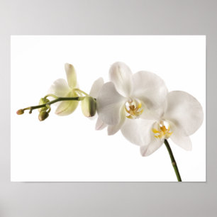 Affiches Vaporisateur floral blanc Dendrobium Orchidée