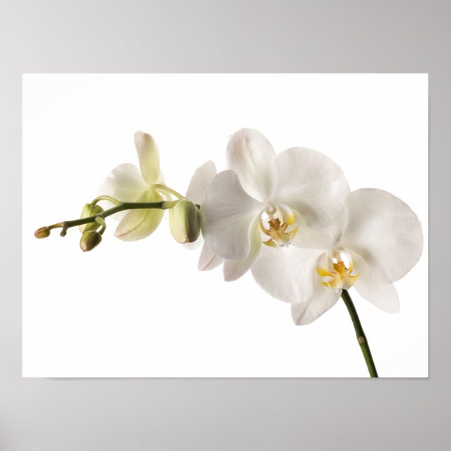 Affiches Vaporisateur floral blanc Dendrobium Orchidée (Devant)
