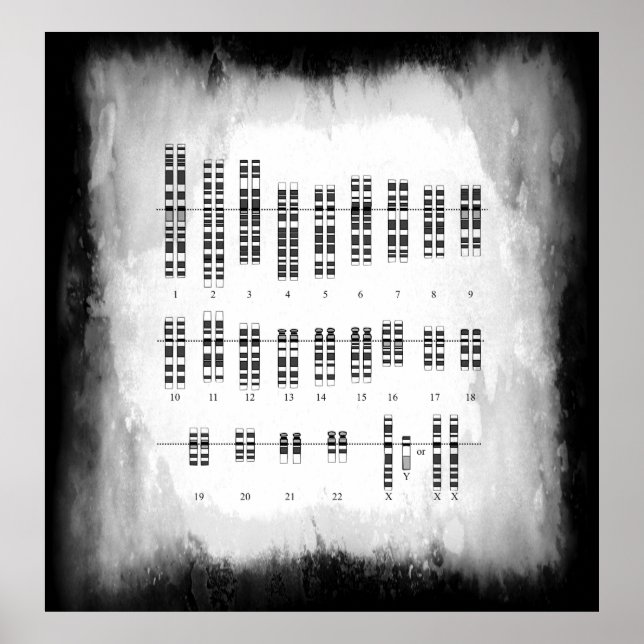 AFFICHES VARIATION GÉNÉTIQUE HUMAINE - KARYOTYPE (Devant)