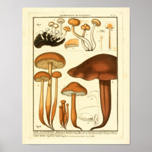 Affiches Variété vintage de champignons Brown Français Impr