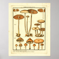 Variétés vintages de champignons Art français Impr