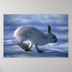 Affiches Varying Hare/Snowshoe Rabbit running across open s