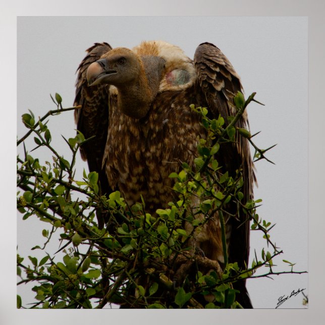 Affiches Vautour (Devant)
