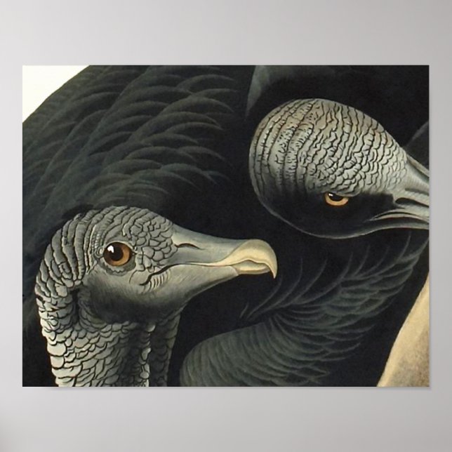 Affiches Vautours noirs, John James Audubon (Devant)