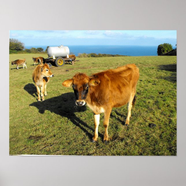Affiches Veaux Jersey, St John, Jersey (Devant)