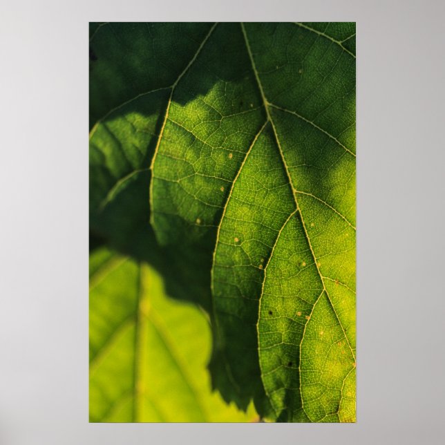Affiches Veines à feuilles vertes (Devant)