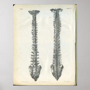 Affiches Veines de l'anatomie de la colonne vertébrale Impr