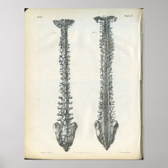 Affiches Veines de l'anatomie de la colonne vertébrale Impr (Devant)