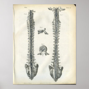 Affiches Veines de l'anatomie de la colonne vertébrale Impr