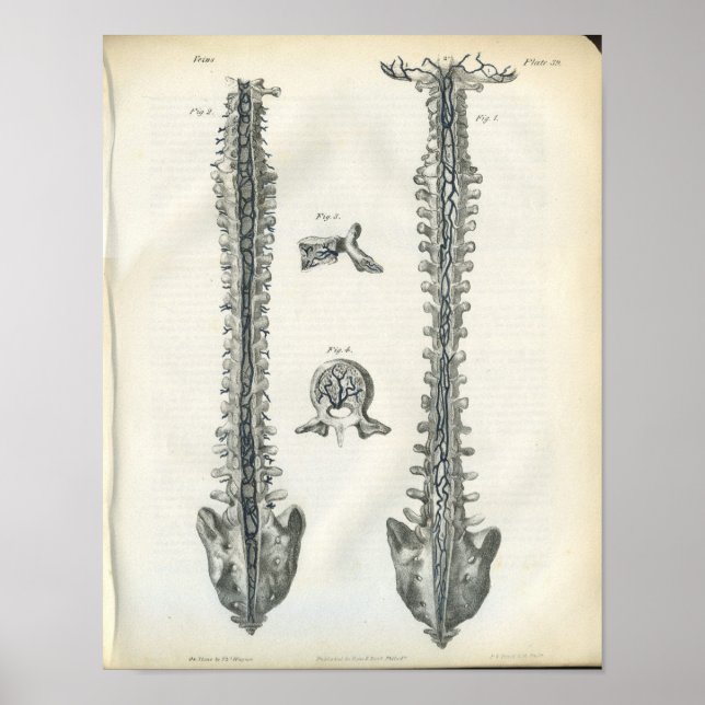 Affiches Veines de l'anatomie de la colonne vertébrale Impr (Devant)