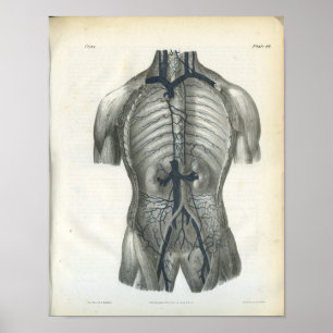 Affiches Veins of Abdomen Internal Anatomy Print
