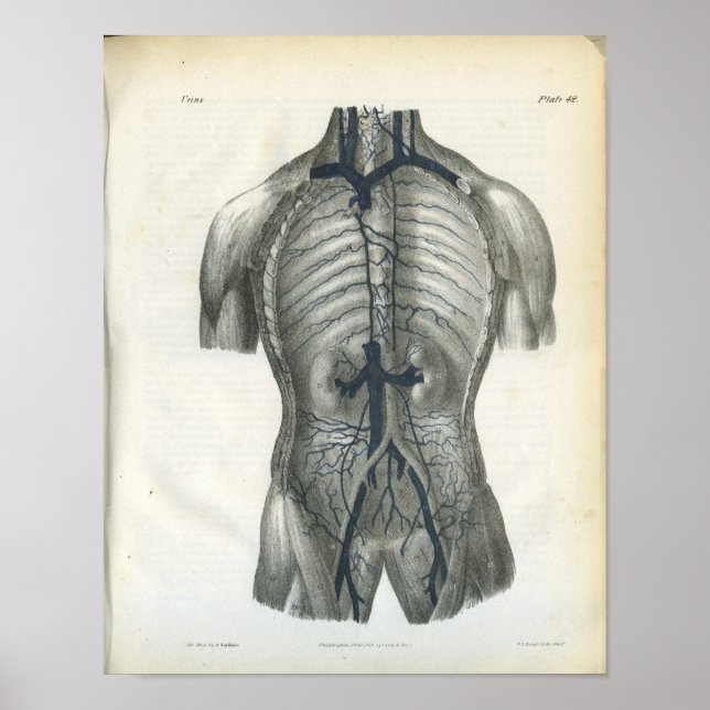 Affiches Veins of Abdomen Internal Anatomy Print (Devant)