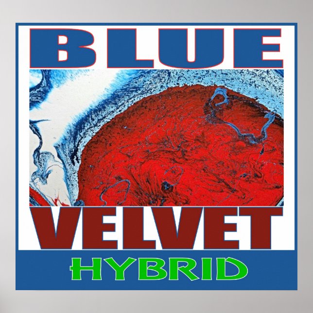 AFFICHES VELVET BLEU HYBRIDE (Devant)