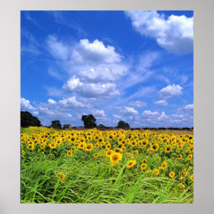 Affiches Vent balayé, tournesols (COPIE)