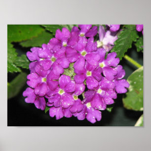 Affiches Verbena pourpre