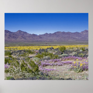 Affiches Verbène de sable et désert d'or à Amboy Crater, Ca