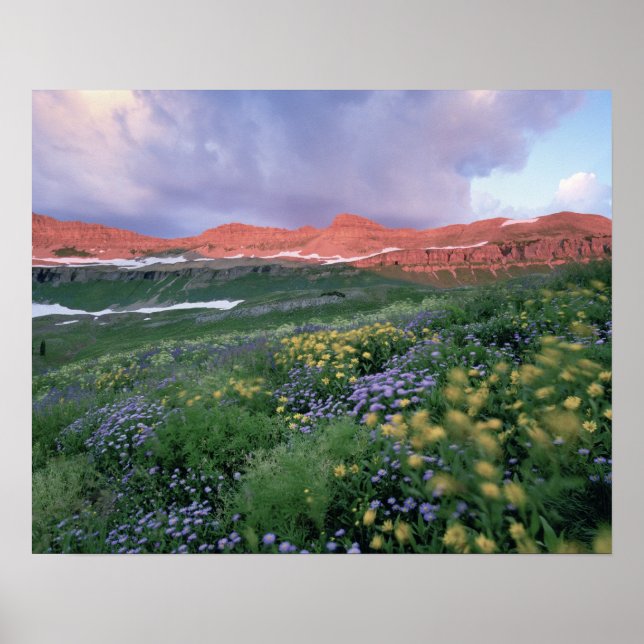 Affiches Vergerette pourpre (erigeron peregrinus) et jaune (Devant)
