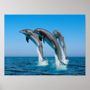 Affiches Vers le haut des dauphins hauts hauts