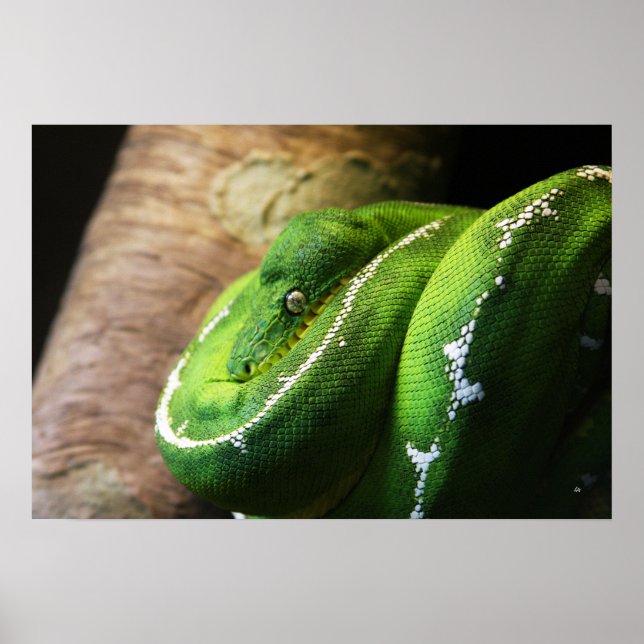 Affiches Vert (Devant)